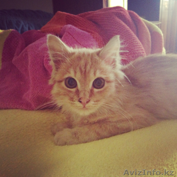 Отдадим котека в добрые руки - Изображение #1, Объявление #974907