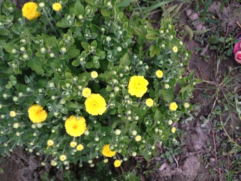 хризантема оптом - Изображение #1, Объявление #969233