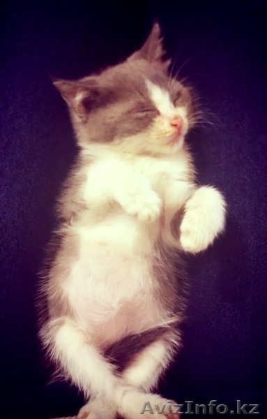 Милая котейка ищет себе новый дом! - Изображение #1, Объявление #975253