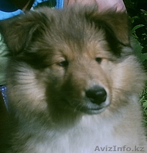 Колли щенки в Алматы без родословной - Изображение #1, Объявление #983319