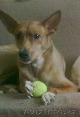 Отдам собаку в хорошие руки безвозмездно - Изображение #1, Объявление #972792