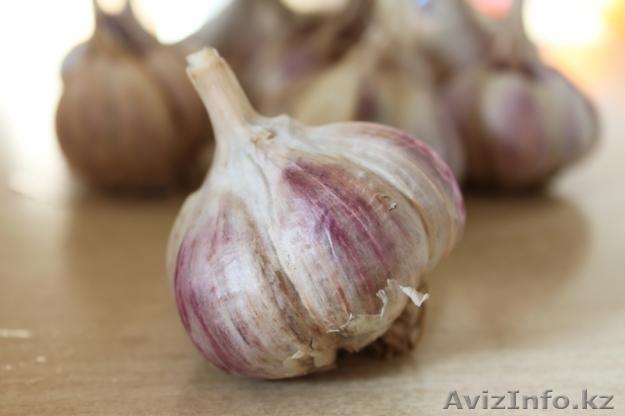Чеснок свежий местный в Алматы. - Изображение #1, Объявление #998037
