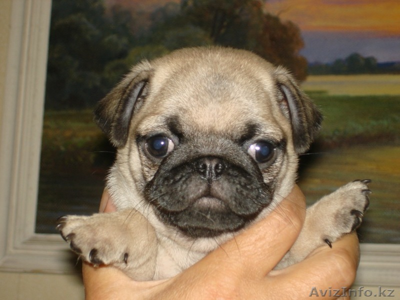прекрасные игривые щенки мопса. 2 девочки и 1 мальчик. - Изображение #1, Объявление #986883