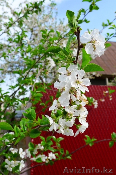 Продам дом в с/о Кок-Сай - Изображение #1, Объявление #986840