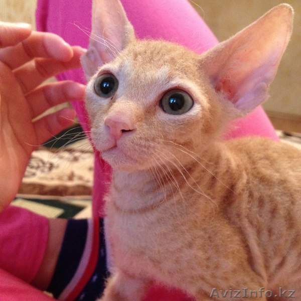 Продам котенка. Донской сфинкс, самый дружелюбный и добрый кот. - Изображение #1, Объявление #989871