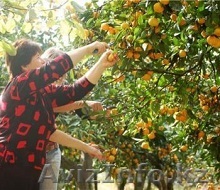 Цитрусы мандарины - Изображение #1, Объявление #997177