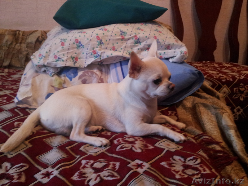 Чихуахуа кобель для вязки. - Изображение #1, Объявление #1010250