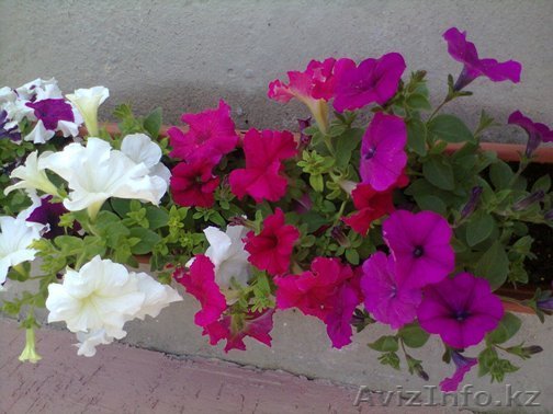 ясновидящая шаманка  - Изображение #1, Объявление #1003453