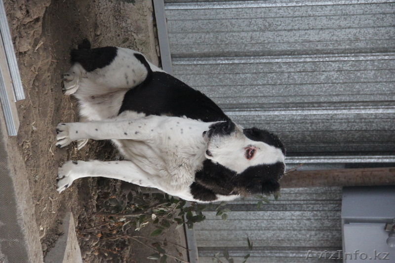 питомиц доброта сила смелость спокойствие - Изображение #1, Объявление #1011011