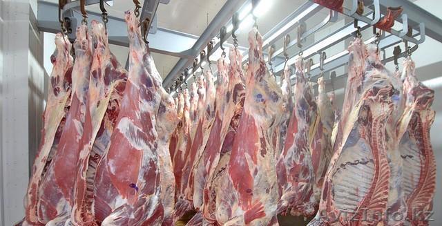 Мясо говядины, конины, баранины. - Изображение #1, Объявление #1010527