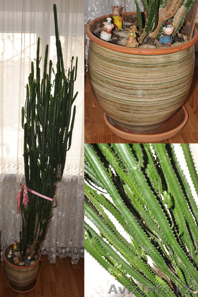 Молочай Трехгранный (Euphorbia Trigona), 210 см - Изображение #1, Объявление #1025598