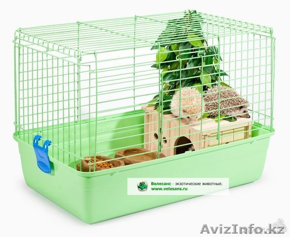 Карликовые Африканские Ежики - Изображение #1, Объявление #1044513