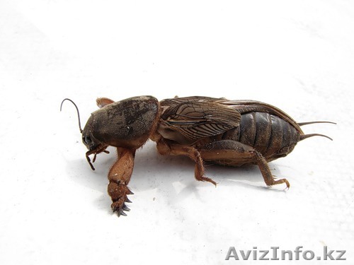 Медведка - лучшее лекарство от туберкулеза.  - Изображение #1, Объявление #1031533