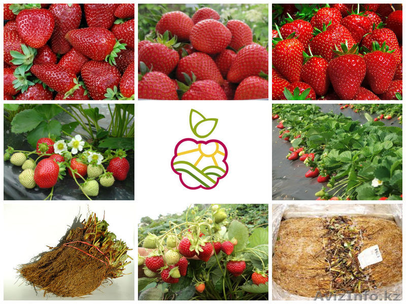 Рассада клубники оптом и в розницу (15 сортов) - Изображение #1, Объявление #1047351