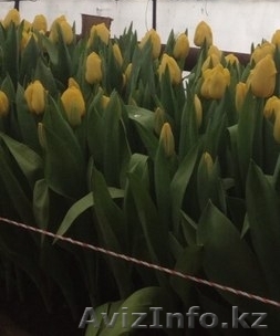 Тюльпаны к 8-му Марта - Изображение #1, Объявление #1044807