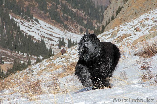 Русский черный терьер - Изображение #1, Объявление #1042034