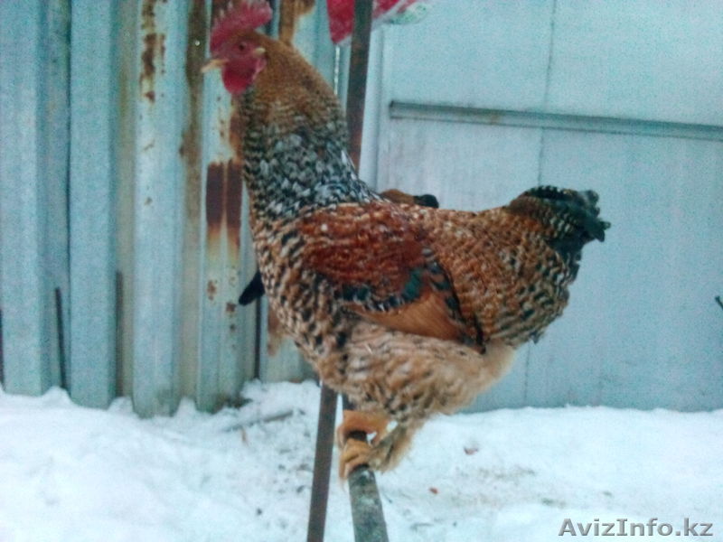 продам петуха \"МАРАН\" - Изображение #1, Объявление #1044584