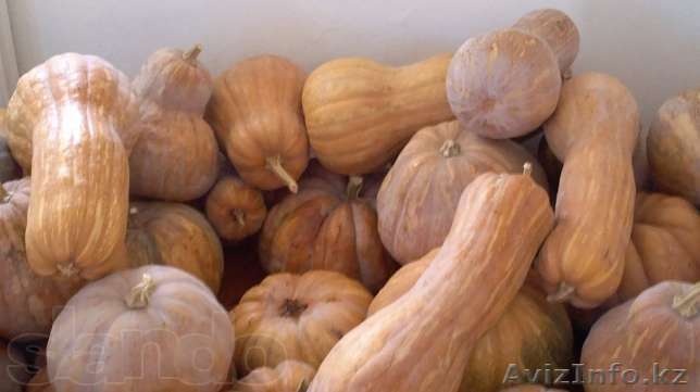 Продам тыкву (на манты и прочие блюда). При необходимости организуем доставку на - Изображение #1, Объявление #1035869