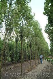 саженцы карагача 1,5-2м, 2 летки по 350 тенге - Изображение #1, Объявление #1051626