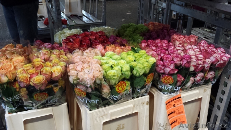 Свежые цветы, комнатные и уличные растения  - Изображение #1, Объявление #1056712