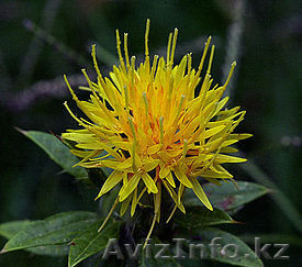 Сафлор семена масленого в Алматы  - Изображение #1, Объявление #1060463