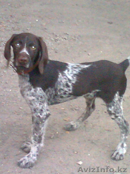  щенки дратхаара - Изображение #1, Объявление #1056442