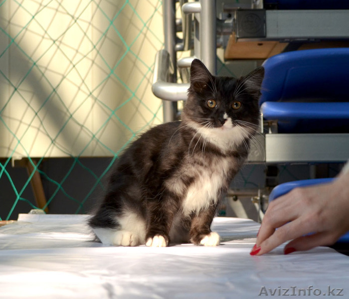 Курильский бобтейл! Котенок-рысенок! - Изображение #1, Объявление #1058524