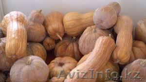 Продам тыкву, оптом и в розницу. Без химикатов,  - Изображение #1, Объявление #1059574