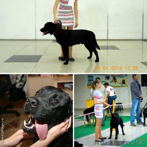 Молодой перспективный кабель лабрадора для вязки - Изображение #1, Объявление #1082925