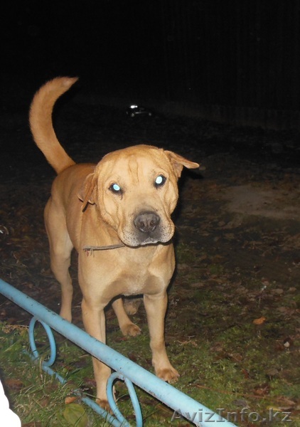 Отдам собаку в хорошие руки! - Изображение #1, Объявление #1078425