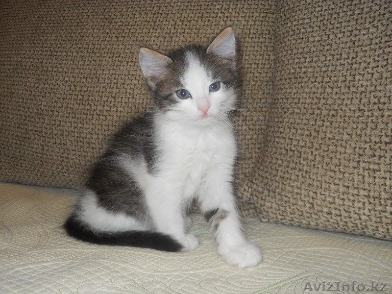 Кошечку в хорошие руки! - Изображение #1, Объявление #1076252