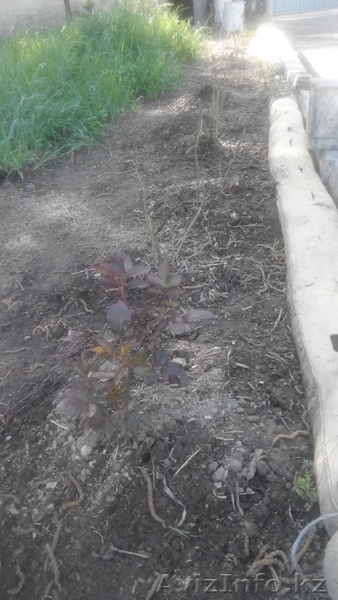 вытяжка из куриного помета - Изображение #1, Объявление #1085108