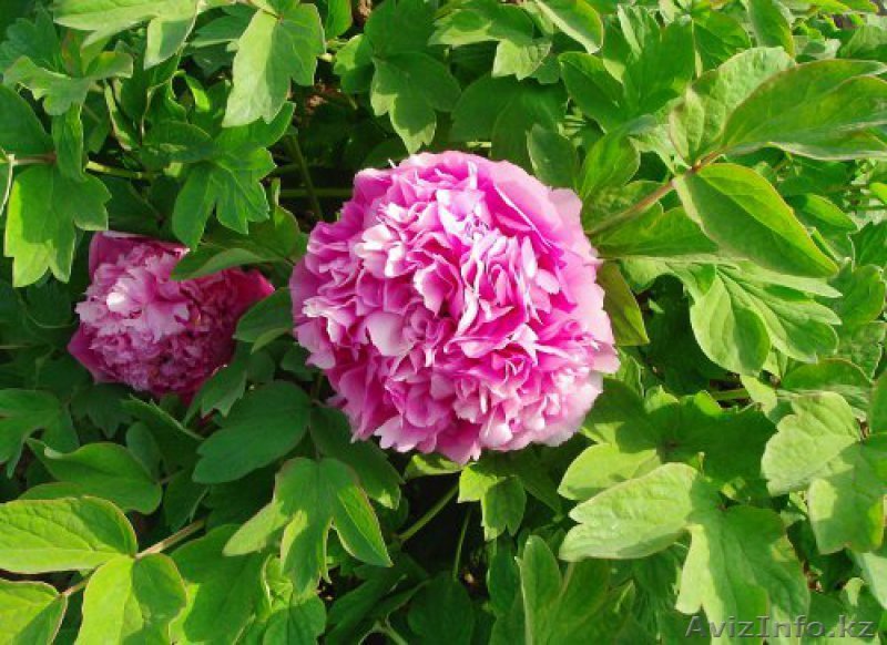 ПИОНЫ РОЗОВЫЕ И БЕЛЫЕ - Изображение #1, Объявление #1095695