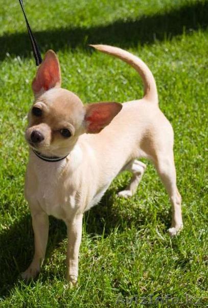 Продается девочка Чихуахуа - Изображение #1, Объявление #1096598