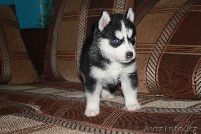 щенки сибирские хаски - Изображение #1, Объявление #1097539