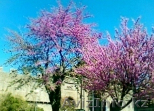 продам добротный кирпичный 4х комнатный дом с землей 8,5 соток. Бостандыкский р- - Изображение #1, Объявление #1083576