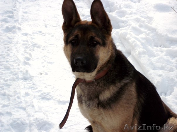 ищу сучку для кобеля - Изображение #1, Объявление #1095881