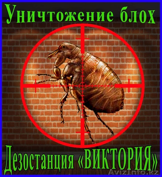 Борьба с блохами в помещении. Избавим от блох 100%. Алматы и область. - Изображение #1, Объявление #1095870