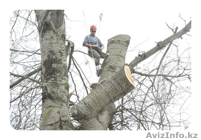 спил ипосадка деревьев - Изображение #1, Объявление #1106167