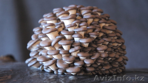  Вешенка мицелий, грибные блоки  - Изображение #1, Объявление #1108637