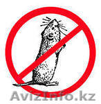 Борьба с грызунами - Изображение #1, Объявление #1102055