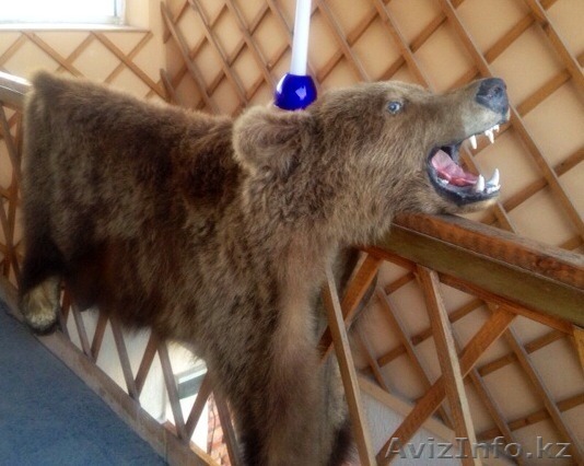 Шкура медведя, декор. - Изображение #1, Объявление #1097843