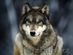 электрик в алматы!  87753499000 87763499000 - Изображение #1, Объявление #1100905