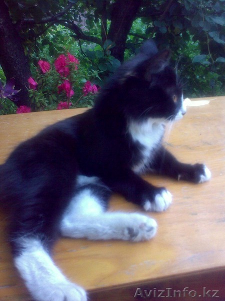 Срочно отдам кошечку в хорошие руки! - Изображение #1, Объявление #1117573