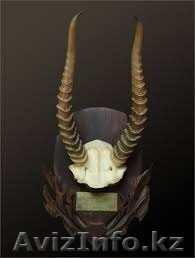 Куплю рога сайгака - Изображение #1, Объявление #1124678