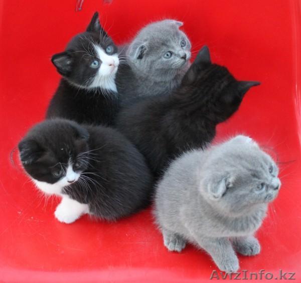 Скоттиш фолд ( вислоухие) - Изображение #1, Объявление #1128437