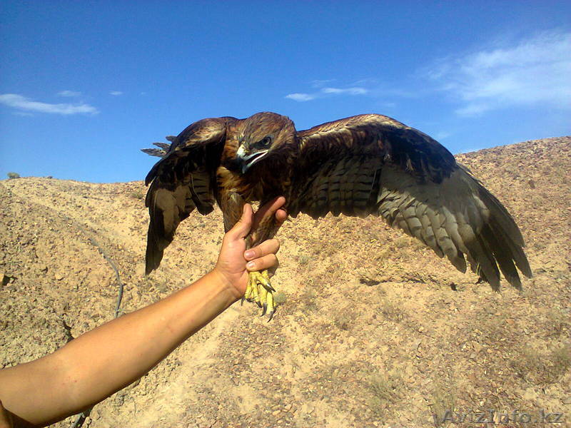 Продам птицу охотничью - Изображение #1, Объявление #1127329