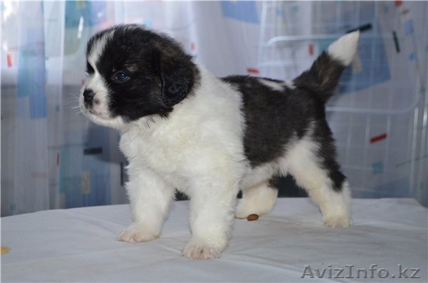 Продам щенка сенбернара - Изображение #1, Объявление #1130278