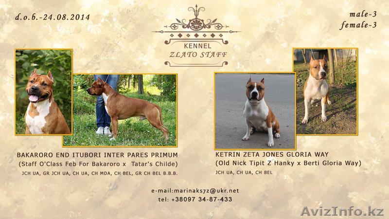 Продажа щенков АСТ - Изображение #1, Объявление #1142533