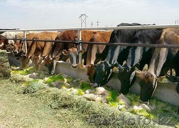 Ежедневная поставка (до 2000 кг) пророщенного ячменя по цене 40 тенге  - Изображение #1, Объявление #1143865